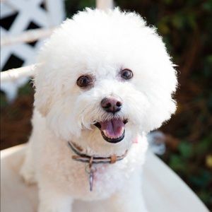 Meet your Posher, Hollis